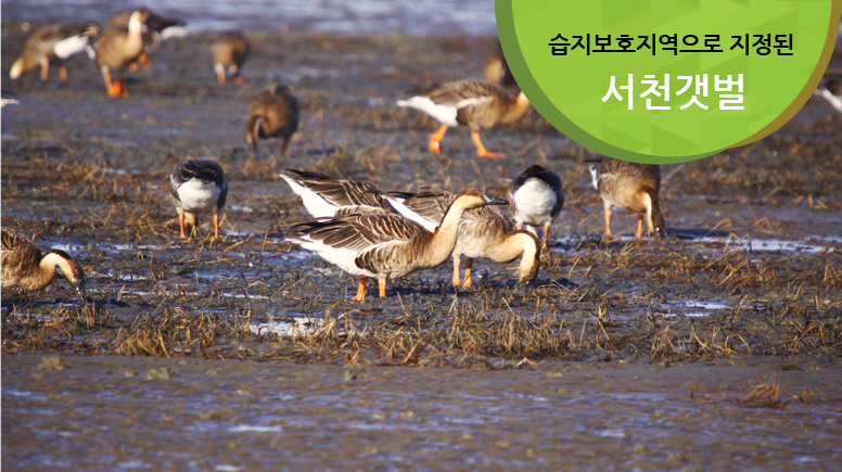 습지보호지역으로 지정된 서천갯벌